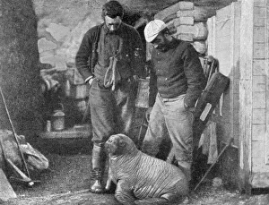 Jackson Prints: Walrus cub, 1899. Artist: Frederick George Jackson