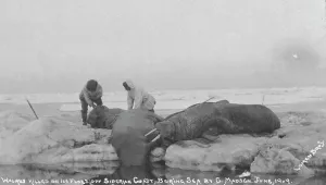 Lomen Brothers Company Prints: Walrus killed on ice floes off Siberian Coast