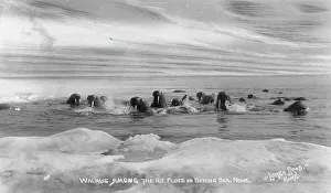 Lomen Brothers Company Prints: Walrus[es] among the ice floes in Bering Sea