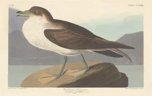 Havell Robert Prints: Wandering Shearwater, 1835. Creator: Robert Havell