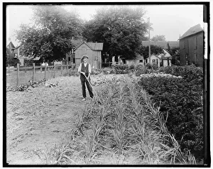 War Garden Prints: War Garden, between 1910 and 1920