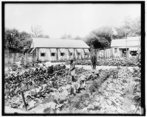 Crop Prints: War Garden Commission, between 1910 and 1920