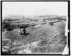 War Garden Prints: War Garden Commission, between 1910 and 1920