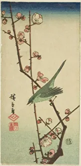 Birdsong Prints: Warbler on plum branch, n. d. Creator: Ando Hiroshige