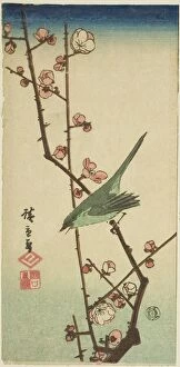 Sound Gallery: Warbler on plum branch, n.d. Creator: Ando Hiroshige