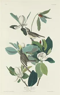 Warbling Flycatcher, 1831. Creator: Robert Havell
