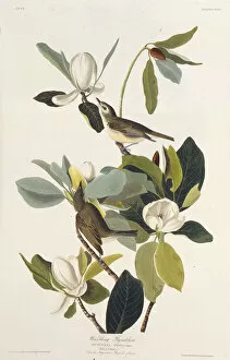 Animals And Birds Collection: Warbling Flycatcher. From The Birds of America, 1827-1838. Creator: Audubon