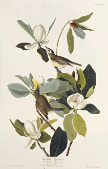 Audubon Prints: Warbling Flycatcher. From The Birds of America, 1827-1838. Creator: Audubon