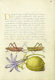 Grasshopper Prints: Wart-Biter, Grasshopper, Hyacinth