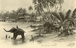 Mahouts Prints: Washing an elephant in the river, Colombo, Ceylon, 1898. Creator: Christian Wilhelm Allers