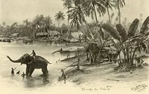 Ceylonese Collection: Washing an elephant in the river, Colombo, Ceylon, 1898. Creator: Christian Wilhelm Allers