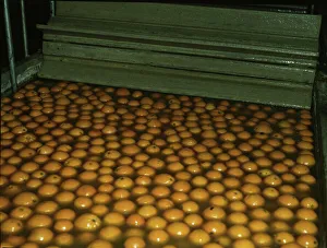 Oranges Prints: Washing oranges at an orange packing co-op, Redlands, Calif. 1943. Creator: Jack Delano