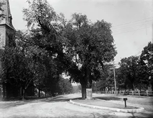 Roundabout Prints: The Washington elm, Cambridge, Mass. between 1890 and 1920. Creator: Unknown