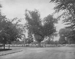 Cn Greig And Prints: Washington Elm, Cambridge, Massachusetts, c1897. Creator: Unknown