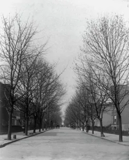 Washington Street shade trees, between 1890 and 1950. Creator: Frances Benjamin Johnston