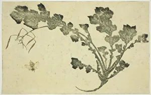 Double Page Prints: Wasp and turnip stalk, from The Picture Book of Realistic Paintings of Hokusai