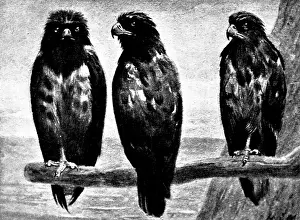 Marks Henry Stacey Prints: Three Watchers - by H. Stacy Marks, R.A. 1895. Creator: George Meisenbach