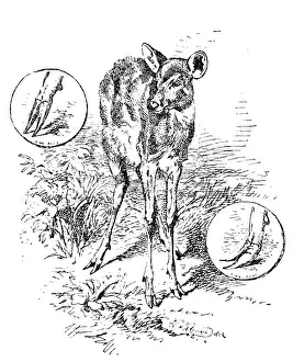 Aquatic Prints: The 'Water Antelope' of the Lake Ngami and Upper Zambesi regions
