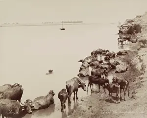 Nile Prints: Water Buffalo in the Nile, 19th century. Creator: Zangaki
