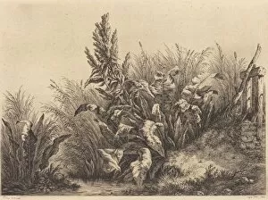 Wild Flowers Gallery: Water Dock, 1840. Creator: Eugene Blery