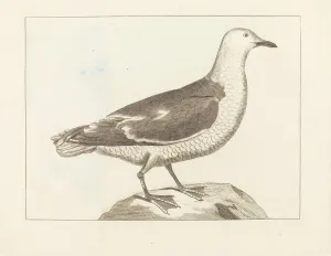 Laridae Prints: Water Fowl, early 19th century. Creator: Unknown