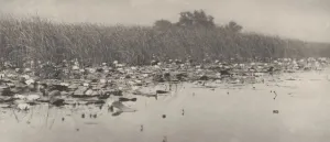 Lily Pad Prints: Water-Lilies, 1886. Creator: Dr Peter Henry Emerson