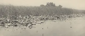 Water Lily Prints: Water-Lilies, 1886. Creators: Dr Peter Henry Emerson, Thomas Frederick Goodall
