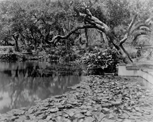 Water Lily Prints: Water lilies, calla lilies, and California live oaks growing