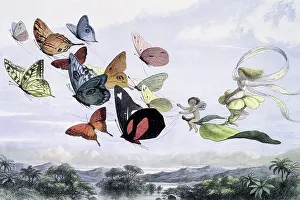 Doyle Prints: Water lilies and water fairies of the period