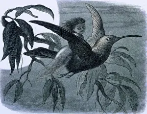 Doyle Prints: Water lilies and water fairies of the period