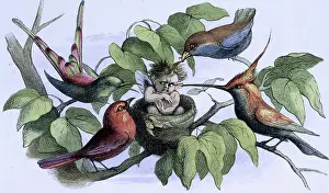 Doyle Prints: Water lilies and water fairies of the period