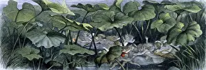 Doyle Prints: Water lilies and water fairies of the period