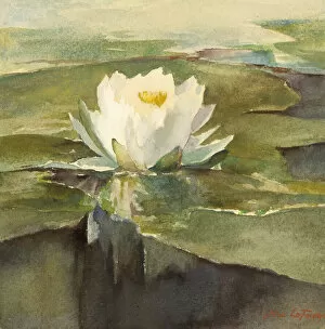 Pond Collection: Water Lily in Sunlight, ca. 1883. Creator: John La Farge