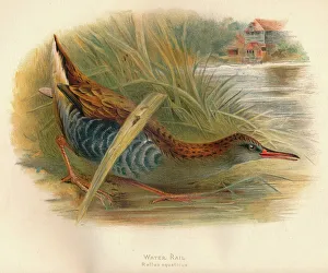 Charles Dixon Prints: Water Rail (Rallus aquaticus), 1900, (1900). Artist: Charles Whymper