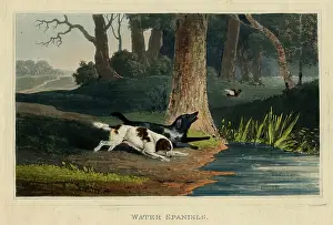 Waters Edge Prints: Water Spaniels, c1820s. Creator: Newton Smith Limbird Fielding