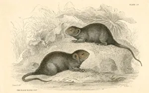 Water vole (Arvicola terrestris), also known as the black water rat, 1828