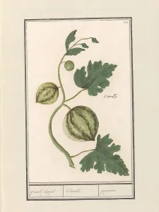 Deck Paint Prints: Watermelon (Citrullus vulgaris), 1596-1610. Creators: Anselmus de Boodt, Elias Verhulst