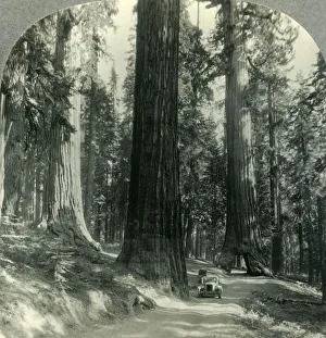 Big Tree Collection: The Wawona Tunnel, Tree and Surrounding Forest, Mariposa Grove, Yosemite Nat. Park, Calif