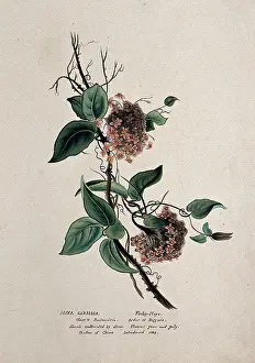 Blossom Prints: Wax plant (Hoya carnosa): flowering stem, (c1850?). Creator: Unknown