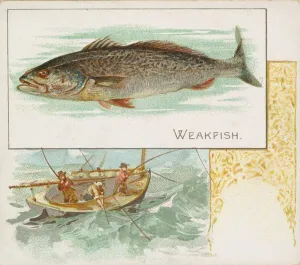 Aquatic Prints: Weakfish, from Fish from American Waters series (N39) for Allen & Ginter Cigarettes