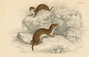Weasel Prints: Weasel (Putorius nivalis / Mustela vulgaris), the smallest European carnivore, 1828