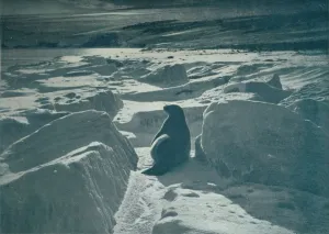 A Weddell Seal On The Beach, c1911, (1913). Artist: Herbert Ponting