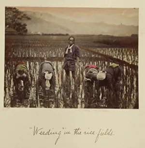 Meiji Period Prints: Weeding in the rice fields, about 1873-1883. Creator: Shinichi Suzuki I