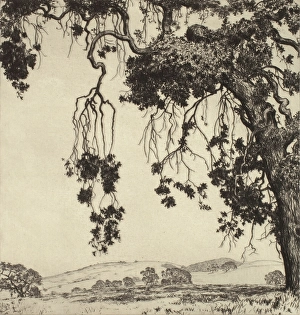Burrell Prints: Weeping Oaks, c1900-1952. Creator: Alfred Ray Burrell