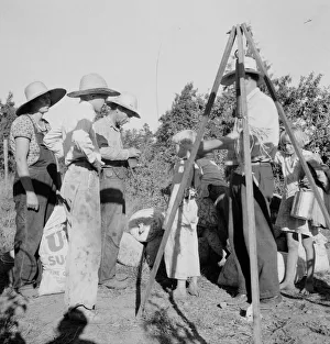 Child Labour Gallery: Weighing beans at scales on edge of field, near West Stayton, Marion County, Oregon, 1939