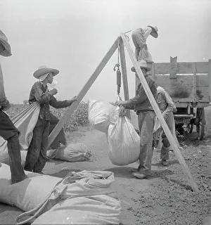 Sacks Prints: Weighing cotton near Robstown, Texas, 1936. Creator: Dorothea Lange