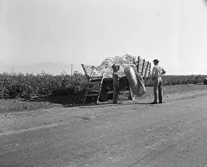 Weighing Prints: Weighing in cotton, Southern San Joaquin Valley, California, 1936. Creator: Dorothea Lange