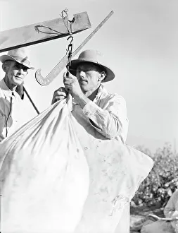 Weighing Prints: Weighing in cotton, Southern San Joaquin Valley, California, 1936. Creator: Dorothea Lange