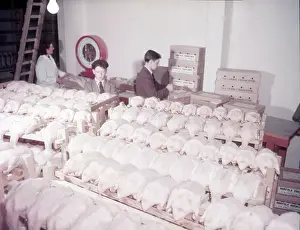 Carcass Prints: Weighing, grading and packing ducks