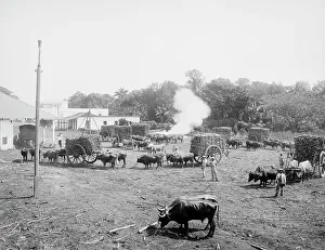 Sugarcane Prints: Weighing sugar cane before unloading at the mill, c1904. Creator: Unknown